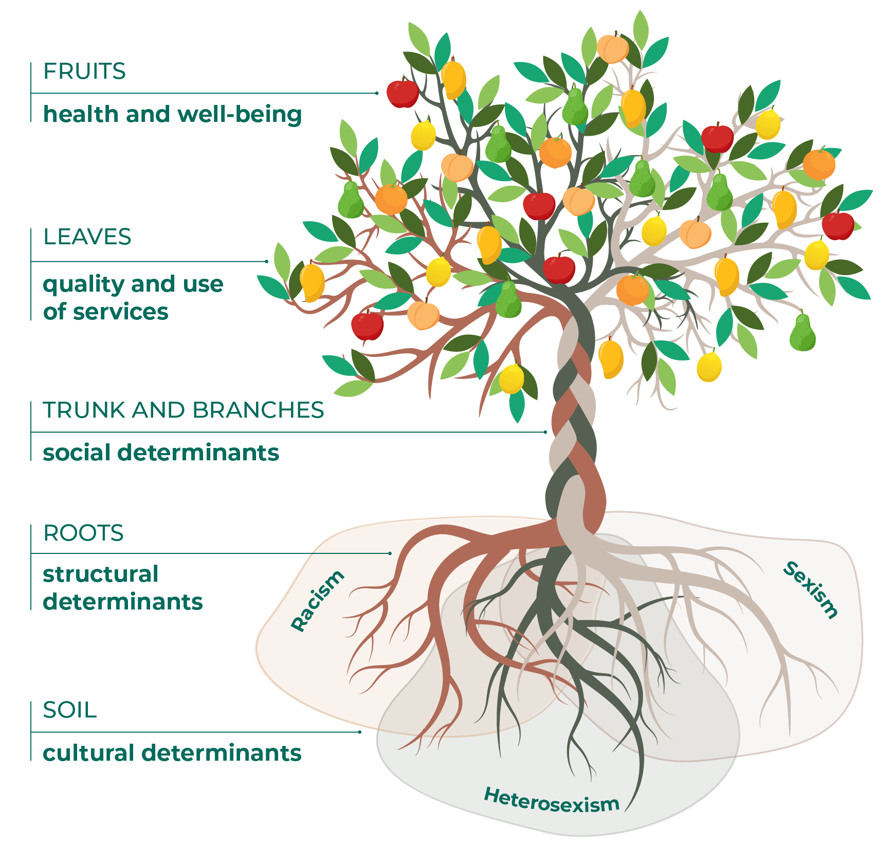 A tree grows out of the soil to produce leaves and fruits. The tree has three distinct colors of roots, which are braided together to form the trunk and branches. The soil is labeled "cultural determinants" and includes racism, heterosexism, and sexism. Each other level of the tree corresponds to a level of health influence, from the structural determinants to health and wellbeing in the fruits.