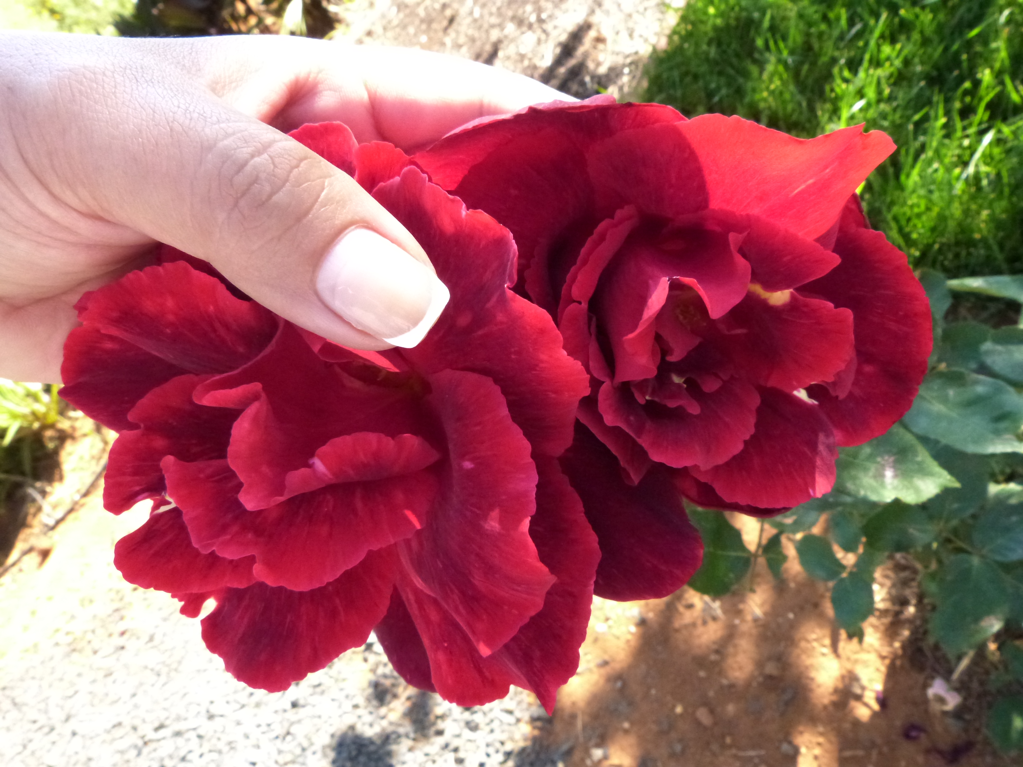 A French manicured hand holds a red rose.